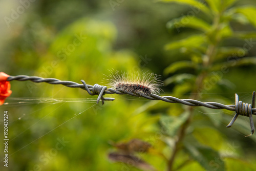 caterpillar on barbed wire on a green background
