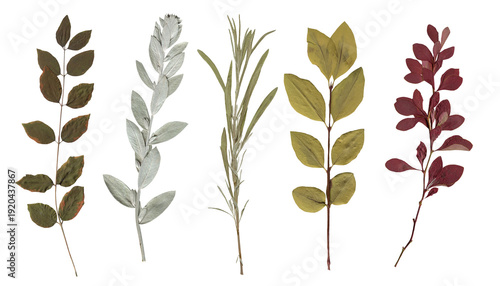 Billede på lærred Pressed Botanical Leaves collection