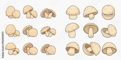 Set of fresh button mushrooms in various views, hand drawn vector illustration for food and cooking designs.