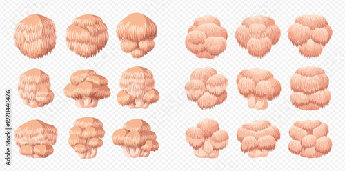 Set of various cauliflower mushroom illustrations on transparent background.