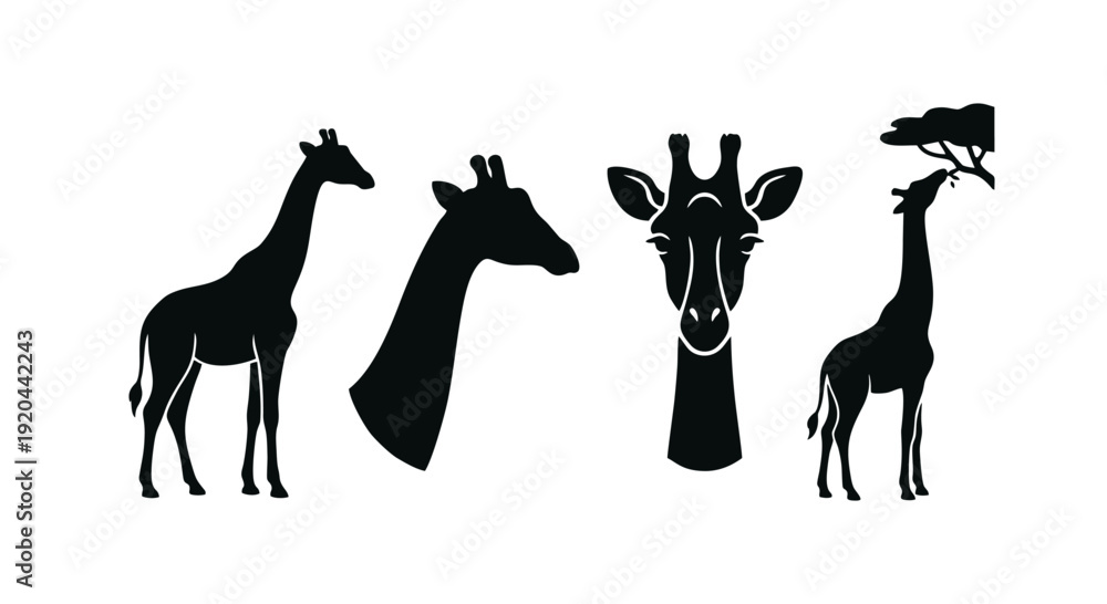 Fototapeta premium Four black silhouette illustrations of giraffes in various poses, including full body, head, and eating from a tree.