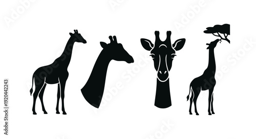 Four black silhouette illustrations of giraffes in various poses, including full body, head, and eating from a tree.