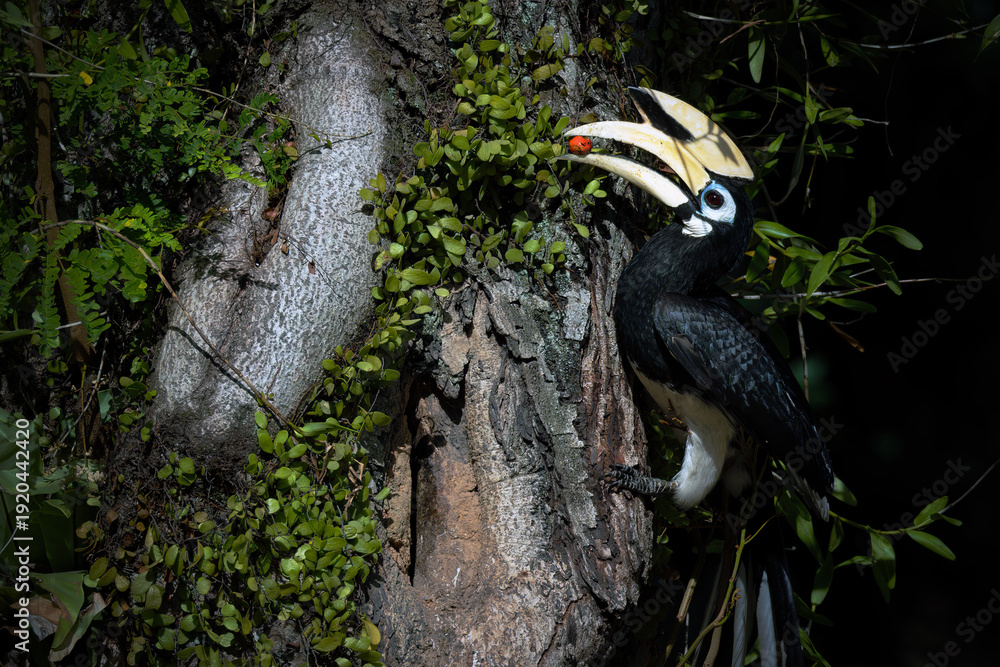 Fototapeta premium A male Oriental Pied Hornbill about to feed his partner in her nest
