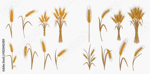 Collection of various golden wheat and rye ears, agricultural crop plants, and bundles of cereals on transparent background.