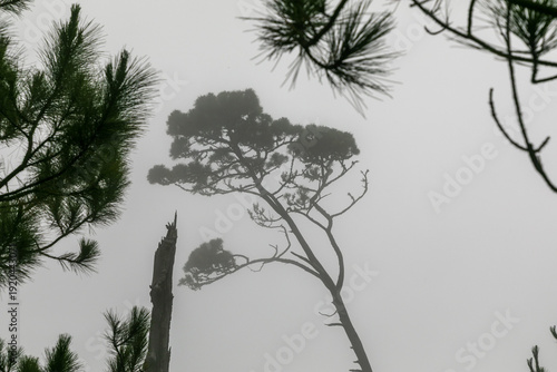 trees in the fog
