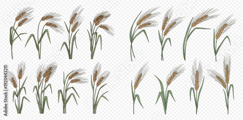 Set of pampas grass or reeds, decorative plant elements in various positions, isolated on transparent background.