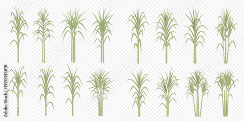 Set of sugarcane plants with green leaves isolated on transparent background, detailed botanical illustration for agriculture and food industry.