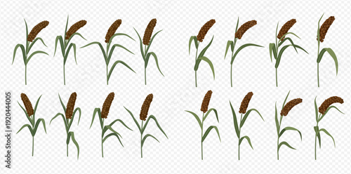 Set of isolated cattail plants with green leaves and brown flower spikes on a transparent background.