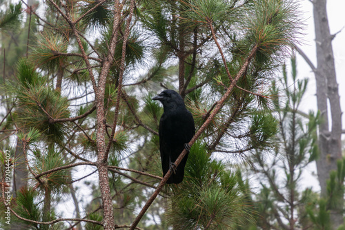 bird on a branch