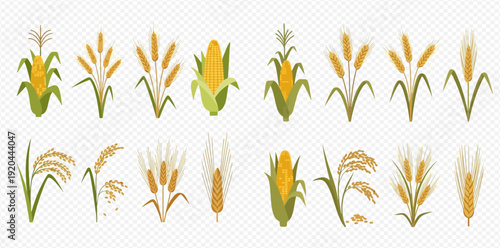 Set of various cereal plants including corn, wheat, and rice, isolated on a transparent background, depicting agriculture and harvest.