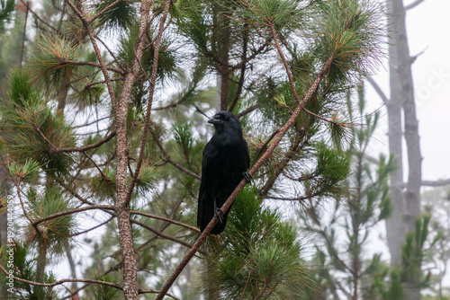 bird on a branch
