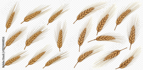 Set of golden wheat ears, rye, barley, or cereal grains for agriculture and harvest designs.