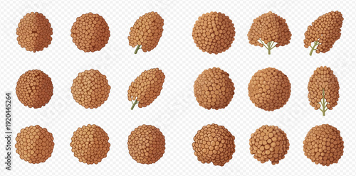 Set of fresh lychee fruits with and without leaves, isolated on transparent background, vector illustration.