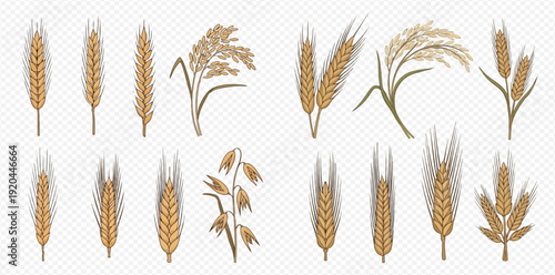 Collection of various cereal grains including wheat, rye, barley, oats, and rice, isolated on a transparent background.