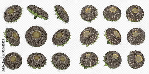 Set of sunflower seed heads in various angles isolated on a transparent background.
