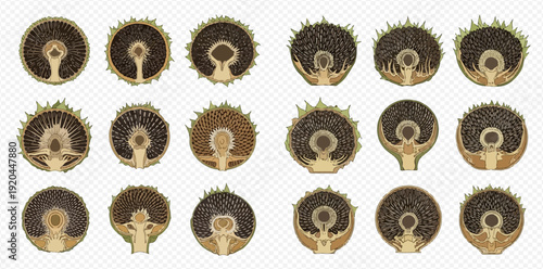 Set of various detailed cross-sections of mushroom caps and stems on white background.