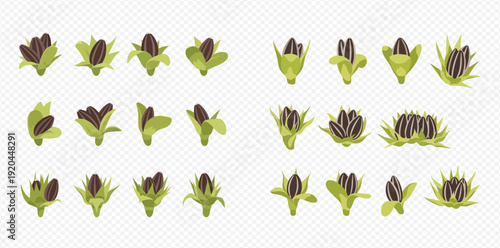 Set of sunflower seeds in different stages of development, from bud to mature seeds, isolated on a transparent background.