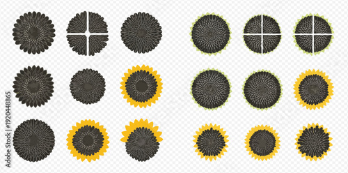 Set of sunflower seeds and petals in various stages, isolated on a transparent background, vector illustration.