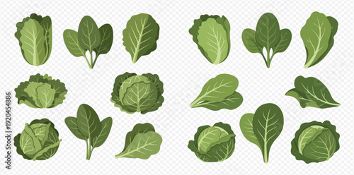 Collection of fresh green leafy vegetables including cabbage, lettuce, and spinach for healthy eating.