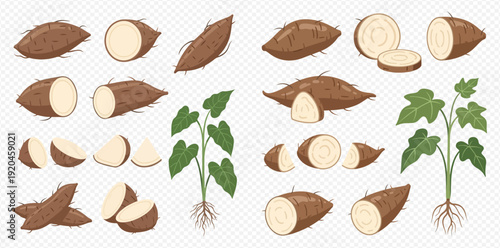 Set of fresh cassava root whole, half, sliced, and plant with leaves and roots, vector illustration.