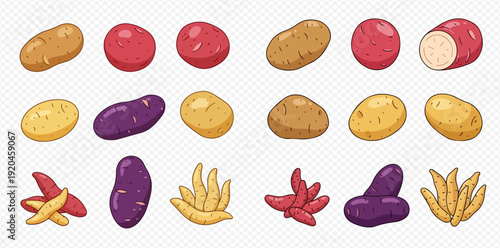 Set of colorful potato varieties including red, yellow, and purple potatoes, with some cut and in fry shapes.
