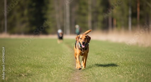A happy brown dog trots down a grassy path in daylight.