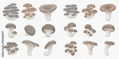 Set of various edible mushrooms in different shapes and sizes, isolated on a transparent background, perfect for culinary and nature-themed designs.