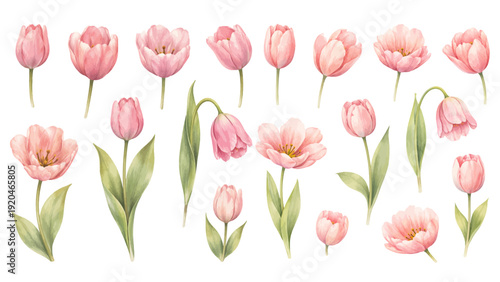 A charming watercolor collection of pink tulips, including blooming flowers, closed buds, and graceful green leaves in soft pastel tones.