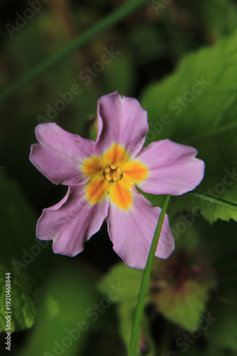 natural purple Oxalis articulata flower photo	