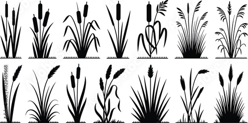 Reed grass and cattail plant silhouettes collection, marsh wetland vegetation set, black botanical clipart isolated on white background