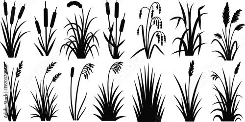 Wild reed and cattail grass silhouettes collection, marsh wetland plants set, black botanical vector elements isolated on white background