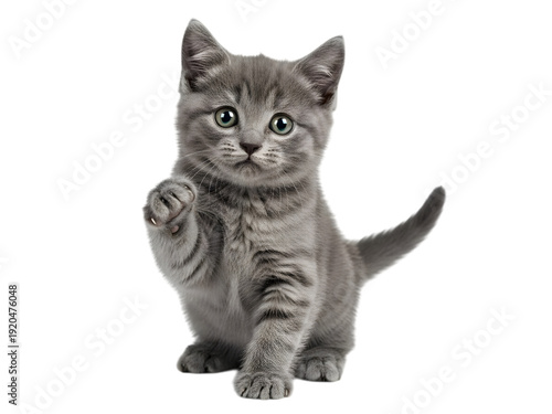 Adorable grey tabby kitten playfully raising its paw in a studio portrait against a white background