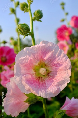 Hollyhock in the garden.