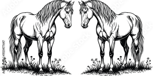 Two horses facing each other illustration, black and white drawing, symmetrical composition, muscular build, flowing mane artwork, nature scene, flavector