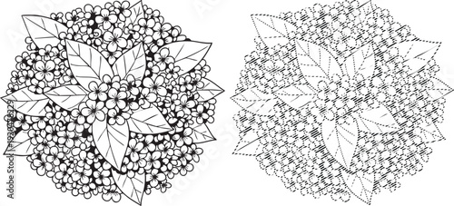 Black and white illustration of hydrangea flowers and leaves from above, showing two styles
