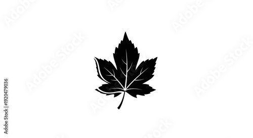 Black Maple Leaf Silhouette Isolated.