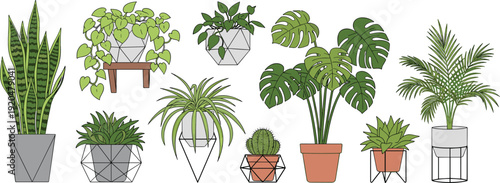 Collection of modern indoor houseplants in stylish geometric pots featuring Monstera deliciosa, Snake plant, Spider plant, and Palm for interior home decor.