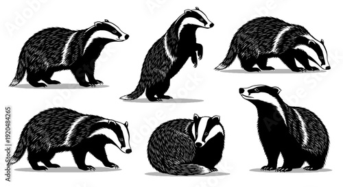 Black and white illustrations of badgers in various poses and actions on a clean background