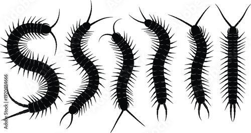 Centipede silhouettes vector illustration set with detailed segmented bodies and legs isolated on white background insect wildlife design