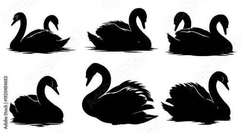 A collection of black swans in various poses on water, depicted in a series of illustrations showcasing different angles and movements.