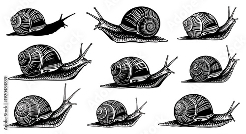 Collection of snails in various poses and angles on a white surface, illustrated in black and white