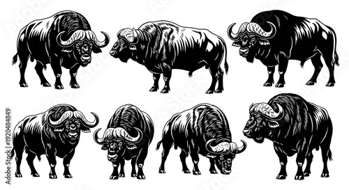 Black and white illustration of various bison standing and facing different directions showcasing their horns and fur texture from multiple viewpoints