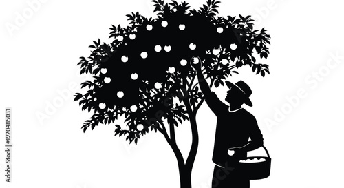 A black silhouette of a person picking apples from a bountiful tree presented against a white background silhouette high quality professional