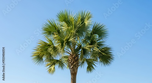 Wallpaper Mural A resilient and hardy fan palm known as the palmetto tree, showcasing its signature pleated, costapalmate fronds and fibrous trunk against a blue sky, sunshine, palm, leaves Torontodigital.ca