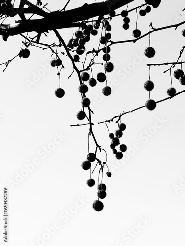 Bilde på lerret plane tree seed heads in winter