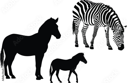 Zebra and horse silhouette vector set with grazing and standing poses, black African wildlife and farm animal illustration isolated on white background