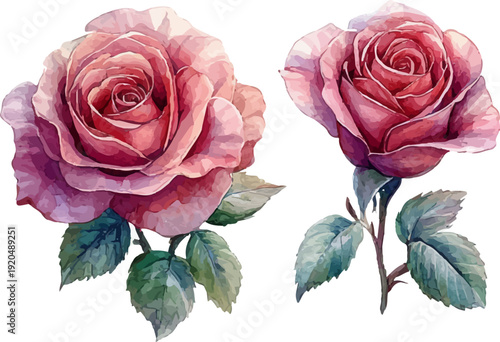 bouquet of pink roses