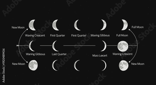 Phases of the Moon Cycle.