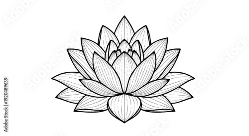 Lotus Flower Line Art Vector Illustration Black and White Symbol of Purity and Spirituality