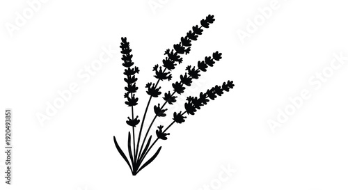 A delicate illustration depicts sprigs of lavender with slender stems and blossoming flowers a striking silhouette high quality professional